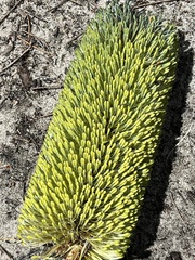 Utricularia multifida