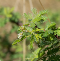 Calliandra depauperata