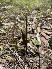 Cryptostylis leptochila