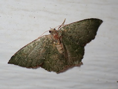 Chloropteryx nordicaria