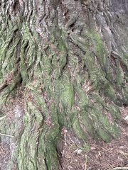 Sequoioideae