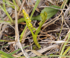 Botrychium crenulatum