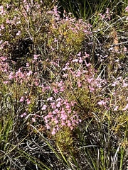 Utricularia multifida