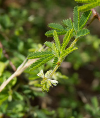 Calliandra depauperata