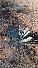 Agave colorata