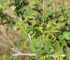 Calliandra depauperata