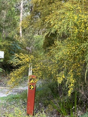 Utricularia multifida