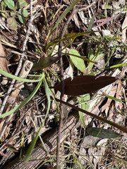 Cryptostylis leptochila