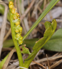 Botrychium crenulatum