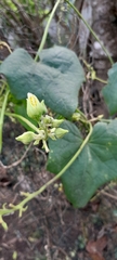 Luffa aegyptiaca