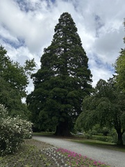 Sequoioideae
