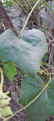 Luffa aegyptiaca