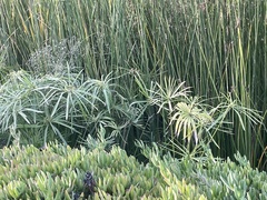 Cyperus alternifolius