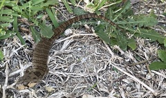 Cyclodomorphus gerrardii