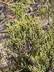 Tecticornia arbuscula