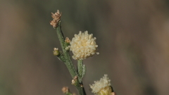 Baccharis sergiloides