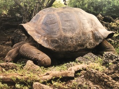 Chelonoidis niger