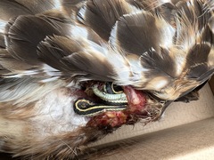 Thamnophis elegans elegans