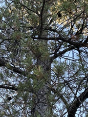 Pinus banksiana
