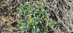 Physalis crassifolia