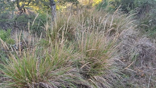 Image of Calamagrostis nutkaensis by (c) Peter Brastow, some rights reserved (CC BY)