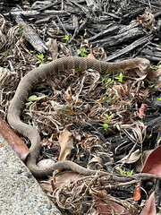 Nerodia sipedon pleuralis