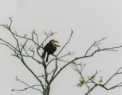 Ramphastos dicolorus