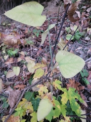 Aristolochia californica