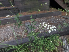 Peucedanum formosanum