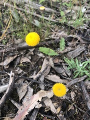 Leptorhynchos squamatus