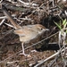 Australian Tawny Grassbird - Photo (c) QuestaGame, some rights reserved (CC BY-NC-ND), uploaded by QuestaGame