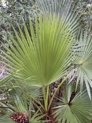 Washingtonia robusta