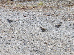 Junco hyemalis dorsalis
