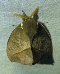 Automeris zugana