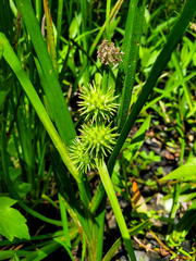 Sparganium emersum