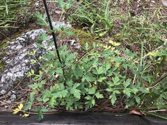 Peucedanum formosanum