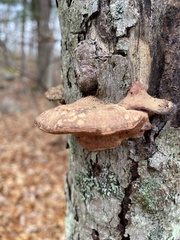 Hapalopilus rutilans