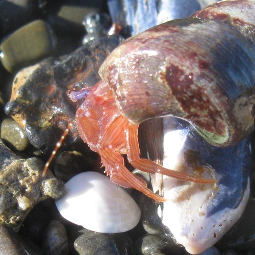 Lophopagurus thompsoni