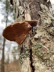 Hapalopilus rutilans