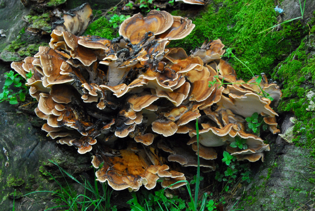Giant Polypore from Parco di Monza (Giardini Villa Reale) on September ...