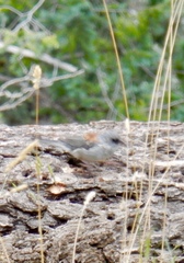 Junco hyemalis dorsalis