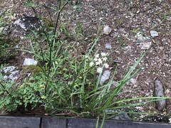 Peucedanum formosanum