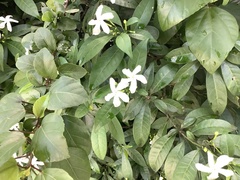 Trachelospermum