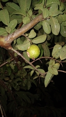 Psidium guajava image