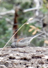 Junco hyemalis dorsalis