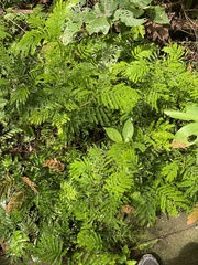 Selaginella delicatula