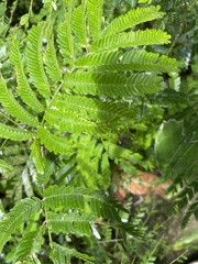 Selaginella delicatula
