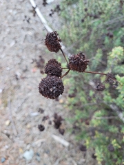 Eriogonum fasciculatum
