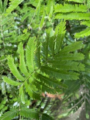 Selaginella delicatula