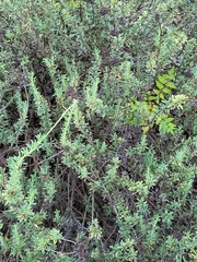Eriogonum fasciculatum